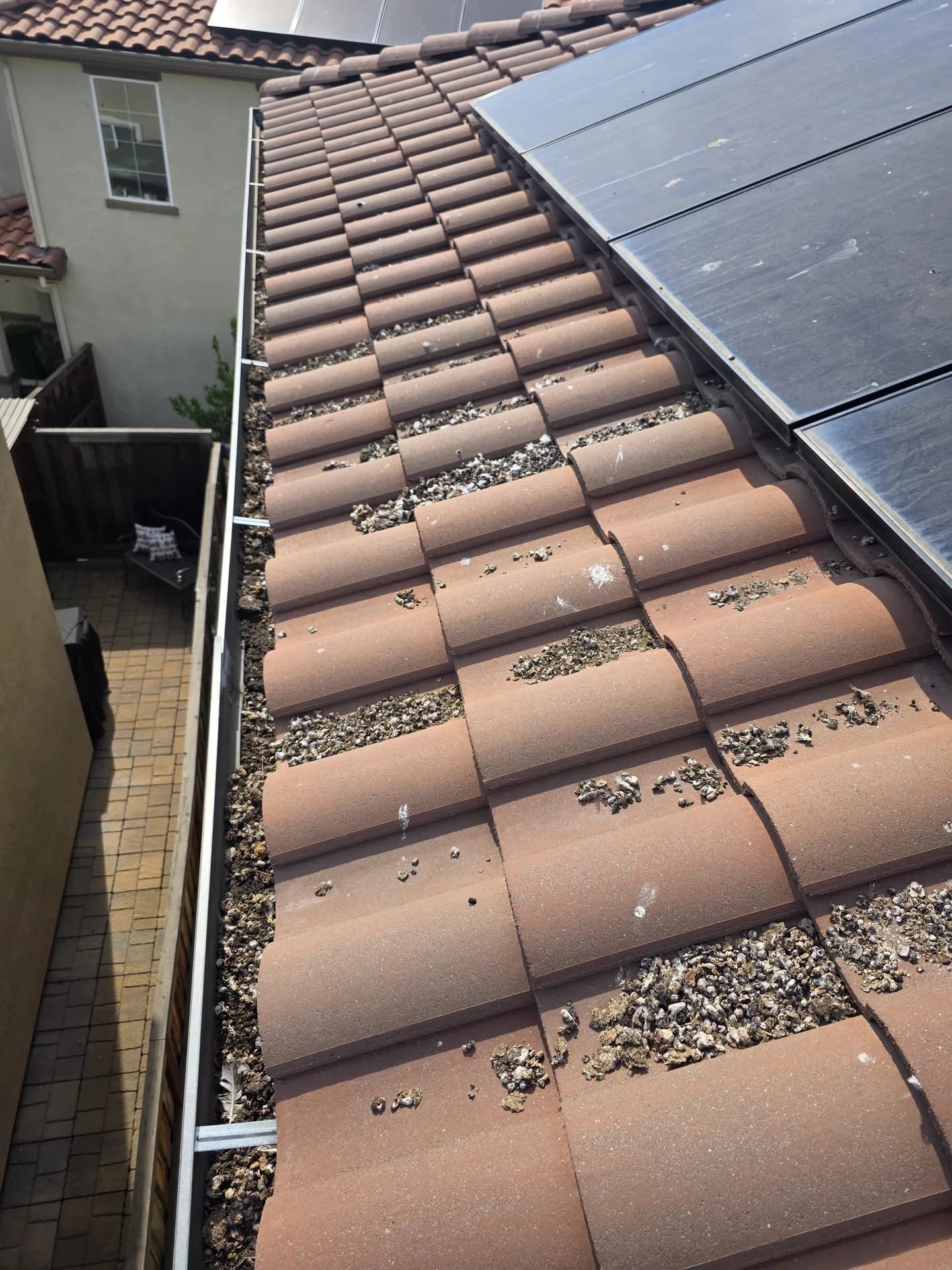 Bird droppings and nesting debris on a clay tile roof beside solar panels, before birdproofing