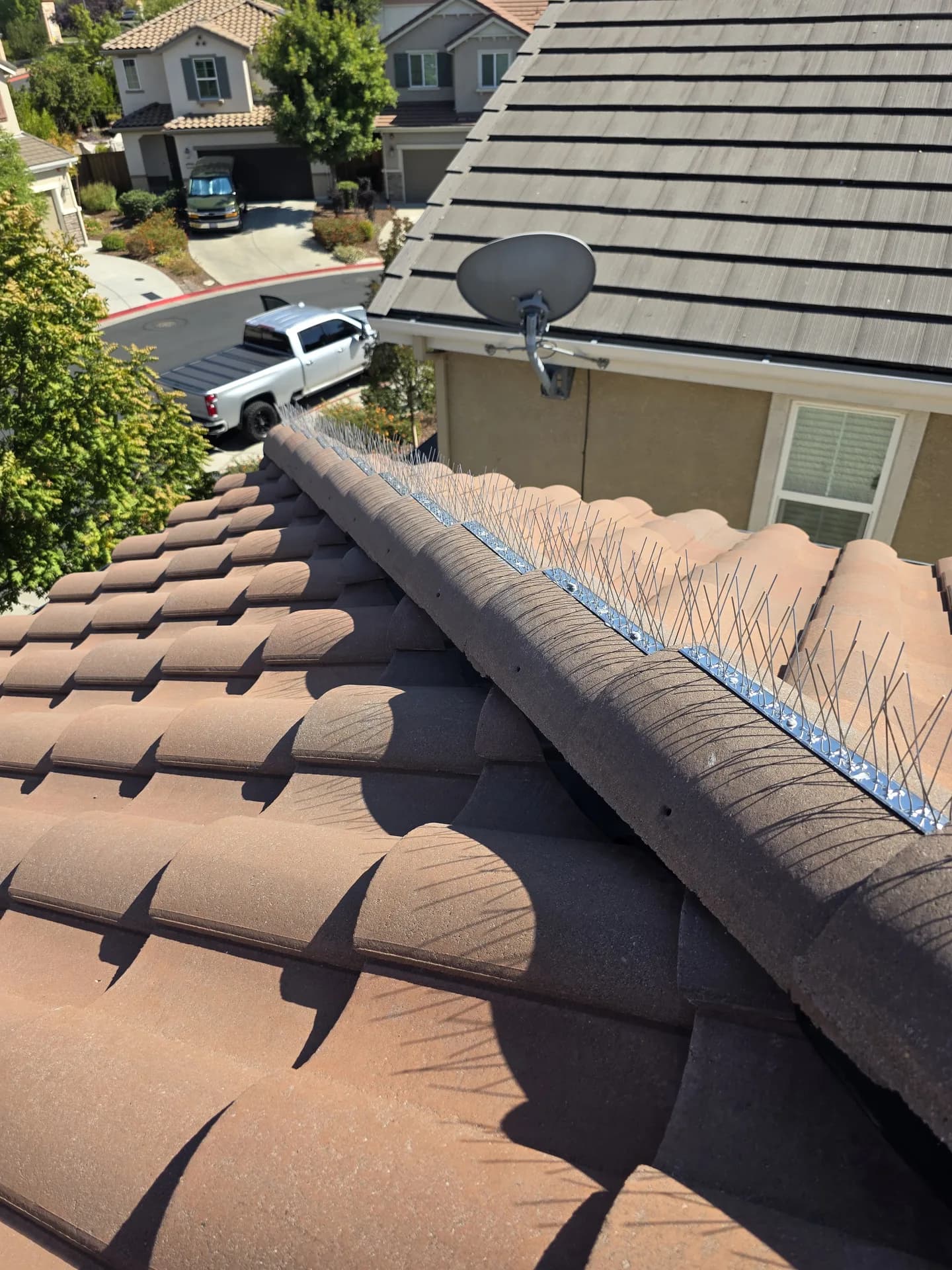Bird spikes on a clay tile eave to keep birds off the roofline