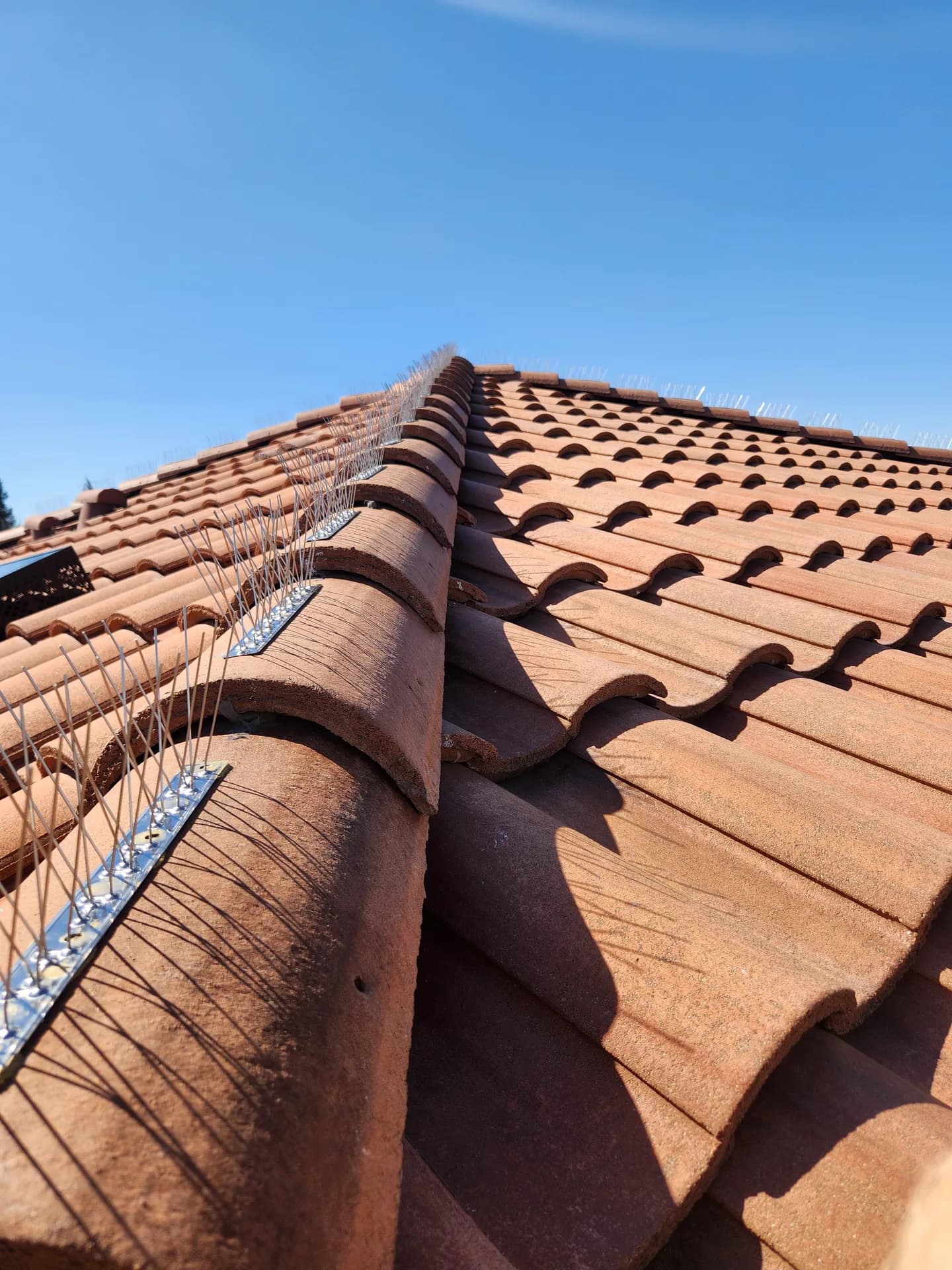 Bird spikes installed along a clay tile roof ridge in the Sacramento area